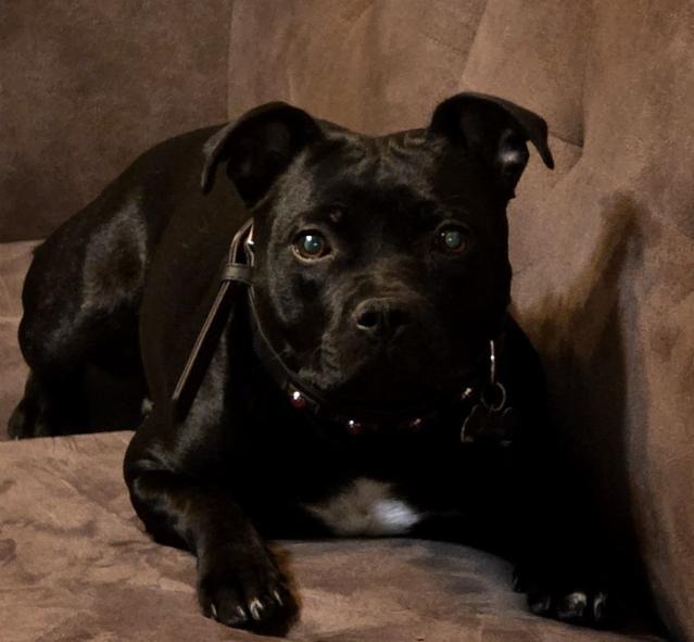 Femmina di Staffy sul divano proveniente dall'allevamento Grecalestaffs con test genetici e campioni