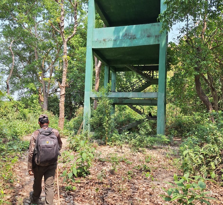 Daman near observation tour in Bardiya