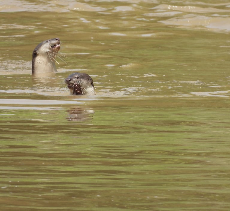 Meal otter in Bardiya National Park