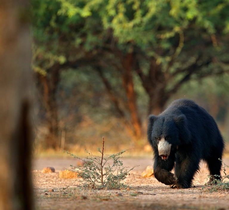 lippu bear in Churia valley