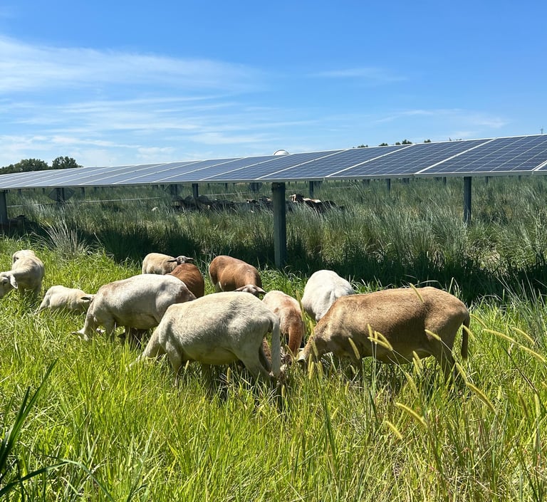 a flock of sheep grazing under solar panels