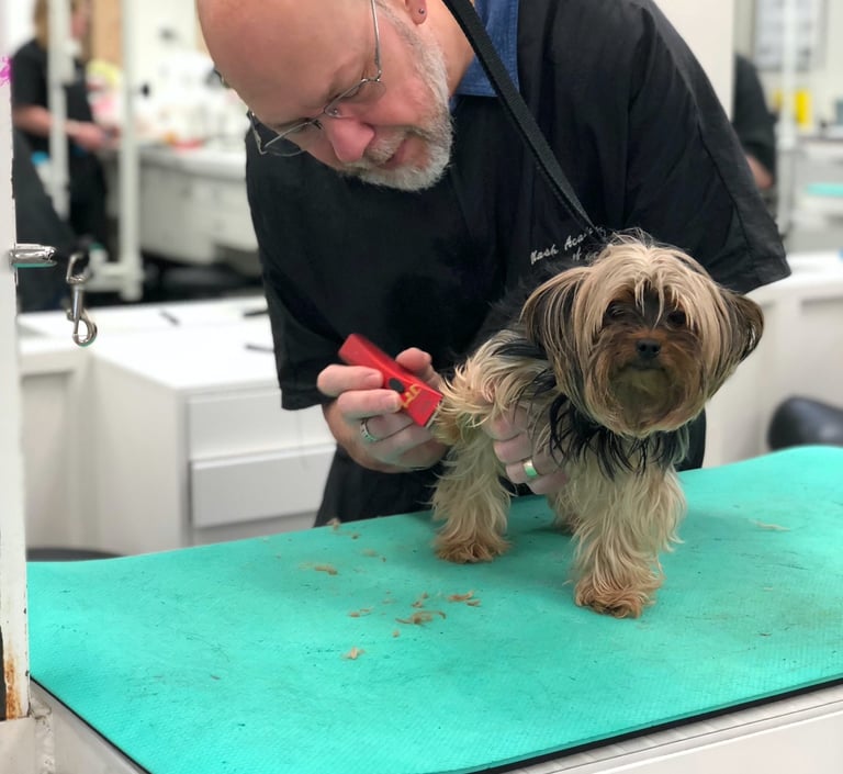 Jody grooms a small Yorkie.