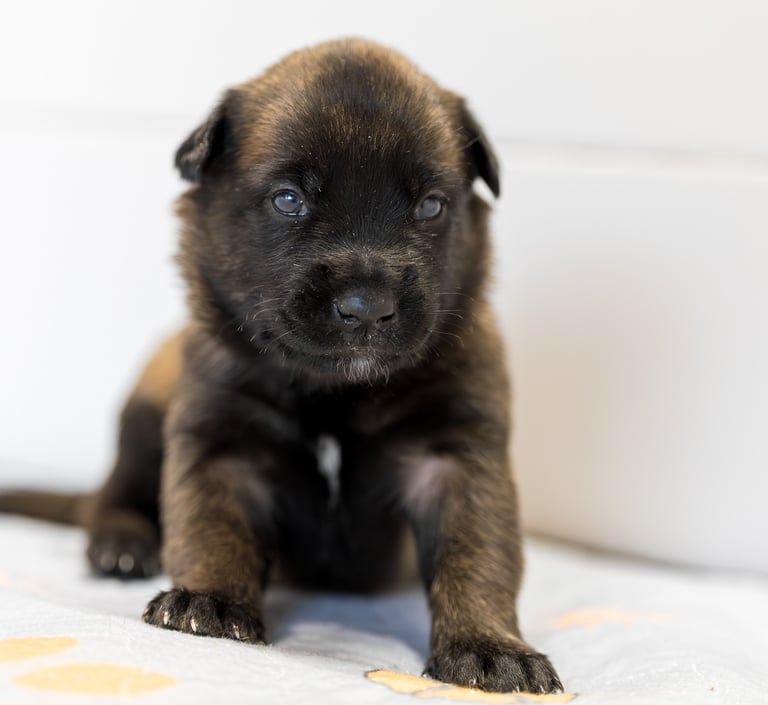 Belgian Malinois puppies for sale in Florida. Five males and three females available. July 11th 2026