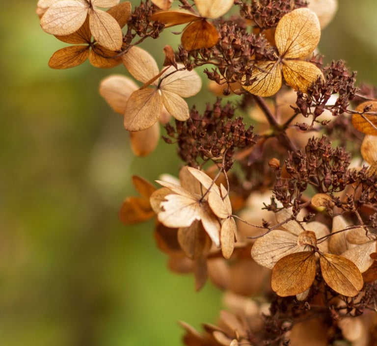 winter silhouette Hydrangea paniculata, bruin tinten
