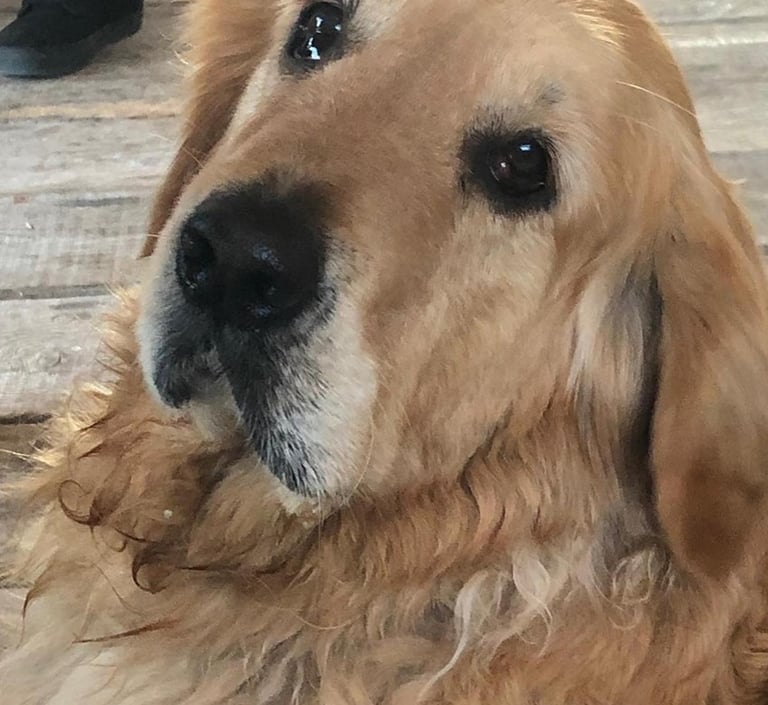 Sunny Golden Retriever