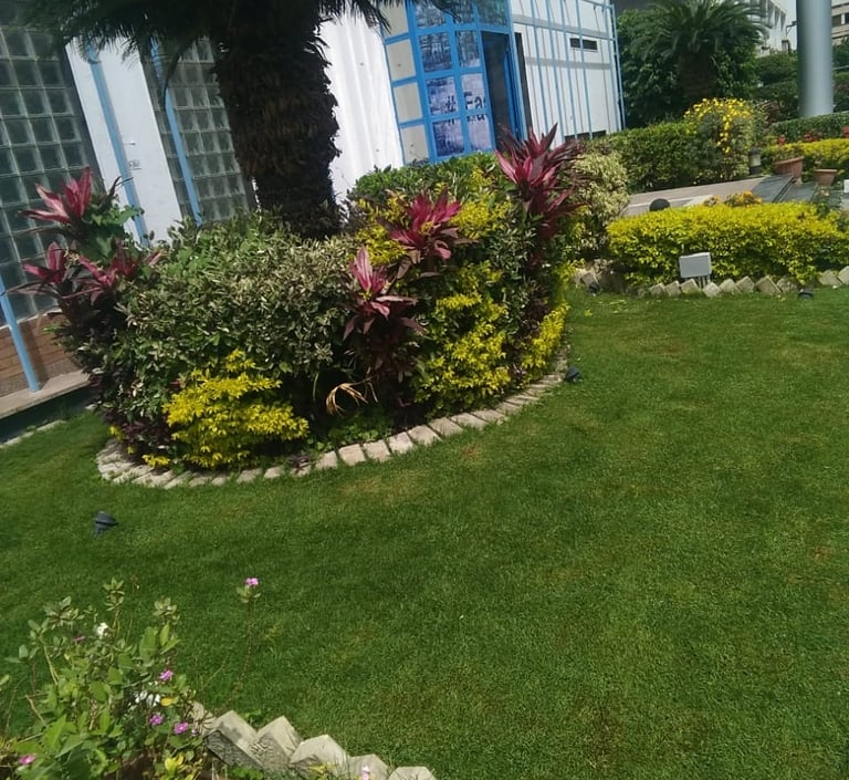 شركة نيو جرين تتش متخصصة في خدمات تصميم وصيانة الحدائق والعناية بالمساحات الخارجية والنباتات الداخلي