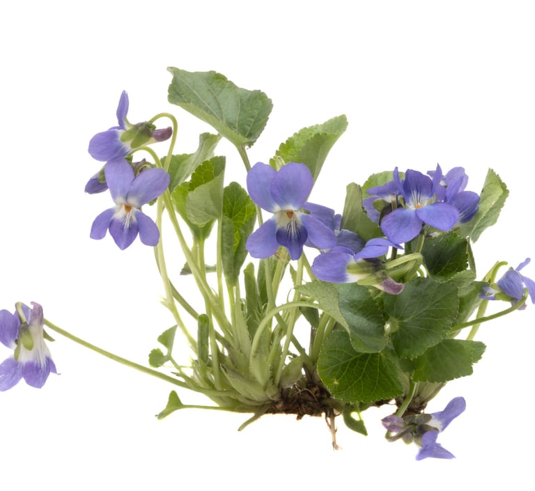 a bunch of purple flowers on a white background