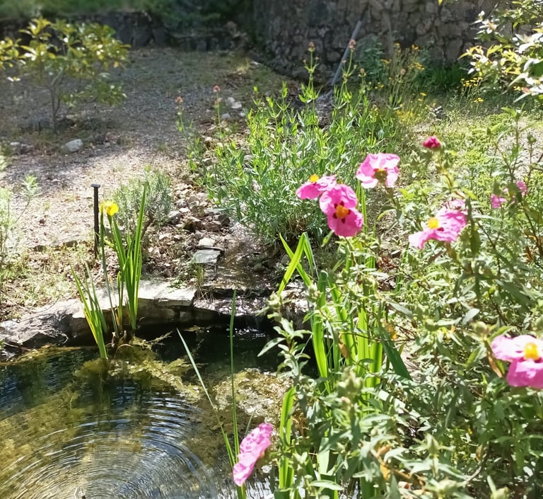 The first flag iris in bloom.