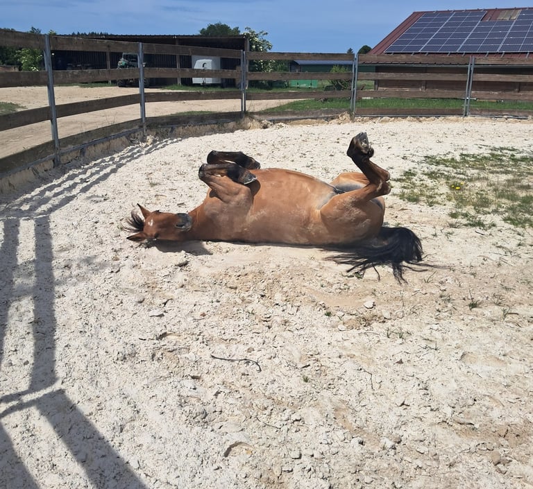 Médiation équine : Un moment de détente rien que pour soi
