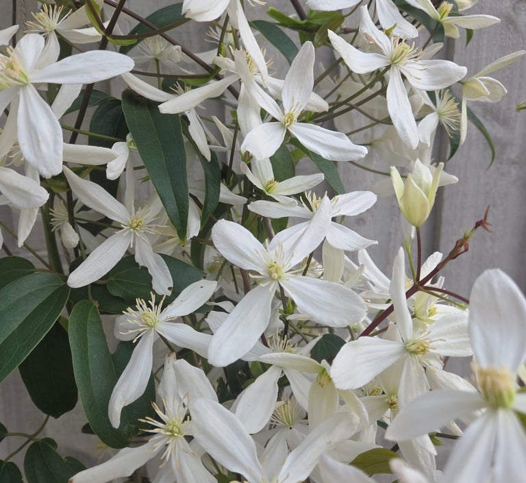 Clematis armandii 'Snowdrift' planted as part of a scheme in Purley