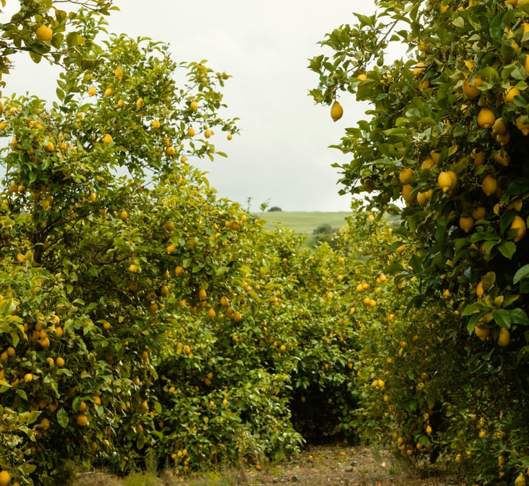 lemon trees