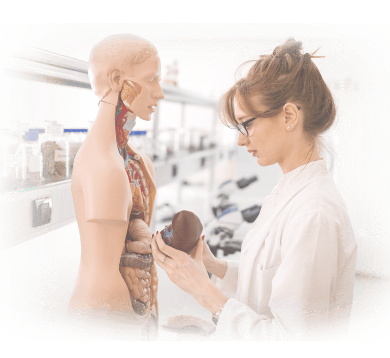 Ultrasound student in lab coat examining an anatomic model.