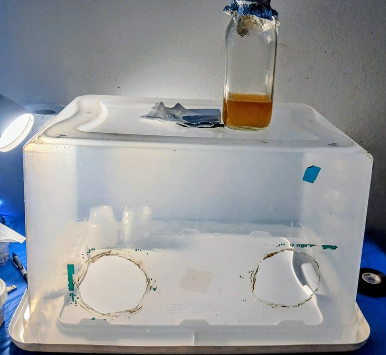 a still air box sitting on a table for mushroom cultivation