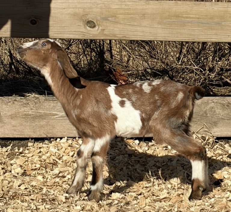Brown and white goat getting ready to run
