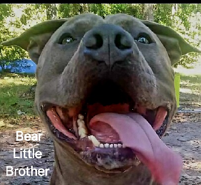 Close-up of a happy dog with its tongue out, in a sunny park setting. The dog’s ears are perked.