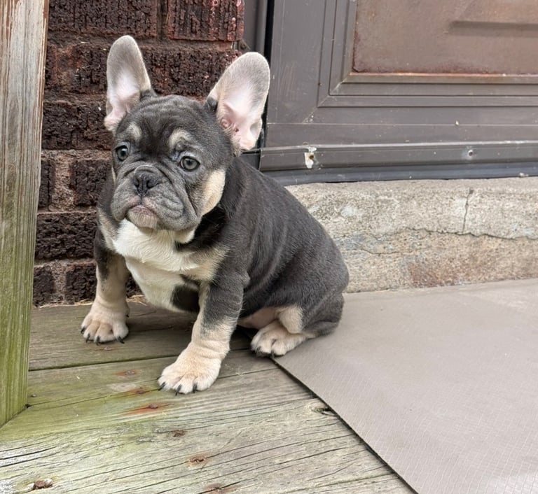 A lilac french bulldog puppy