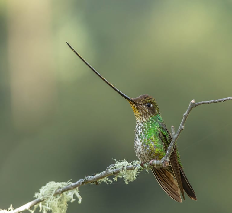 Colombia Andes Bird Photography Tour