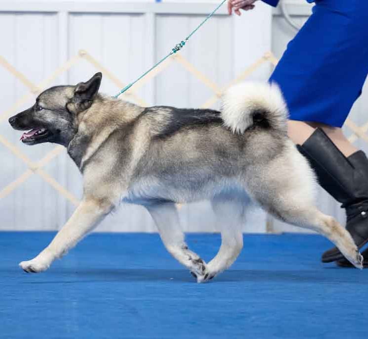 Norwegian Elkhound gaiting