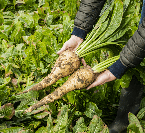chicory root
