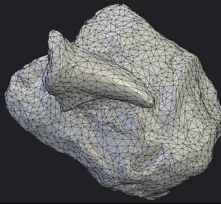 topology of a 3D model of a tooth fossil