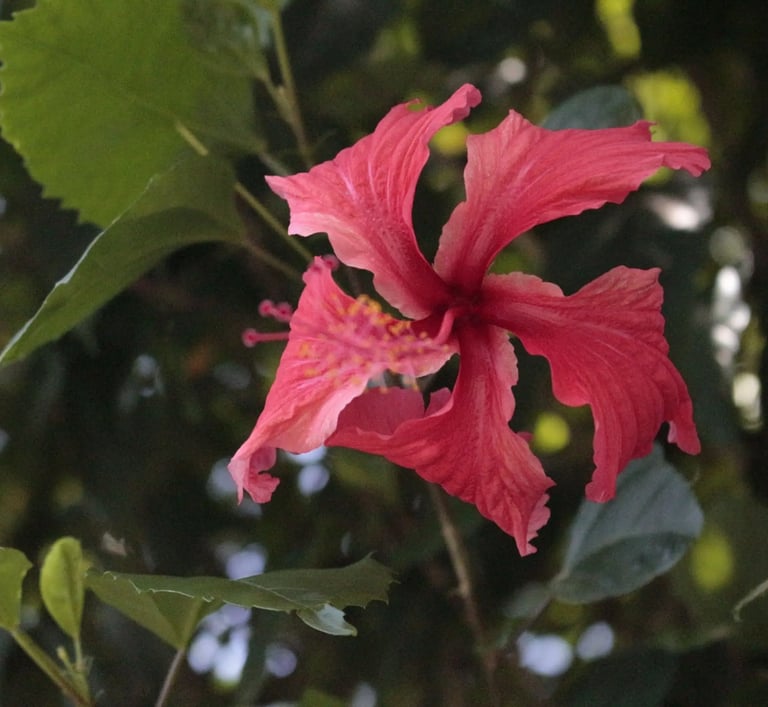 service de soin en martinique