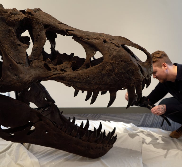 Photogrammetry equipment being used to scan a replica of a T-Rex skull