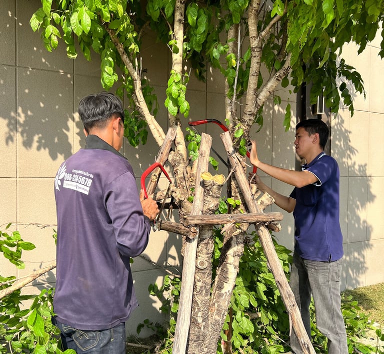 การตัดกิ่งไม้