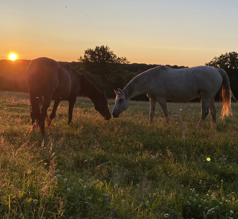 2 chevaux, broutent au coucher du soleil