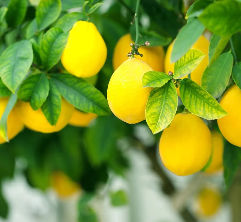 citrus