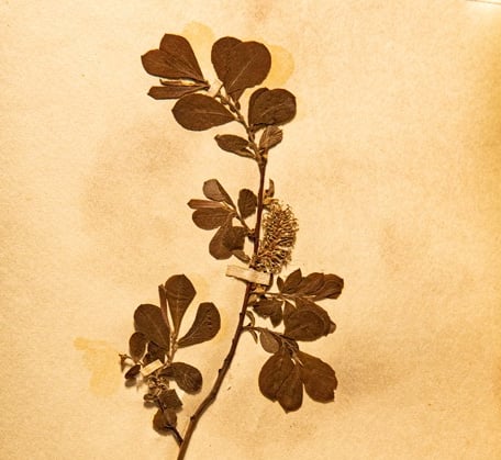 džiovintas augalas herbariume