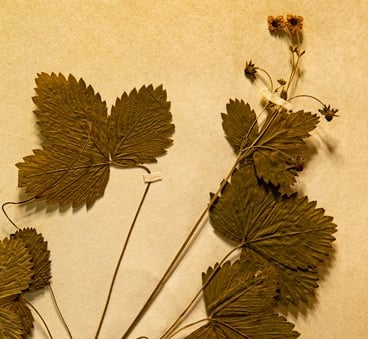 džiovintas augalas herbariume