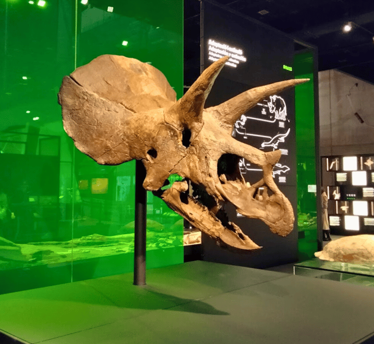 a dinosaur skullet with a skullet on it at cosmocaixa museum