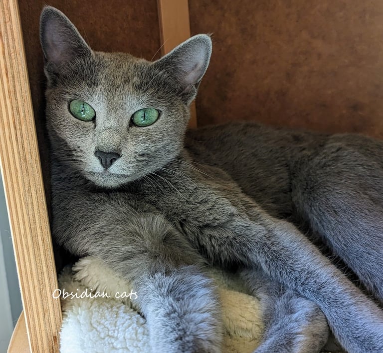 bleu russe Obsidian cats