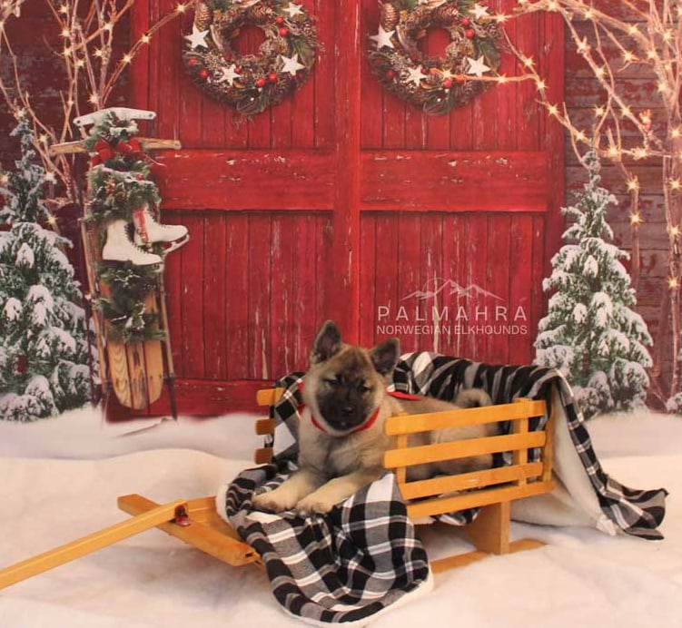 Norwegian Elkhound on a sled in holiday scene