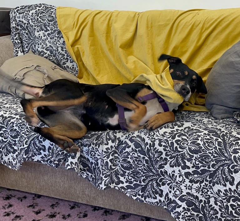 a silly dog rolling on a couch with a blanket in it's mouth