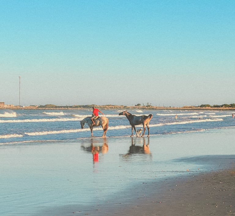 Horses bathing on the beach in Uruguay
