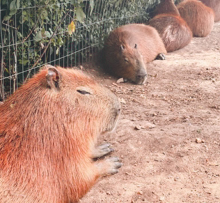 Capybaras in zoo next to Pan de Azucar in Uruguay, South America 