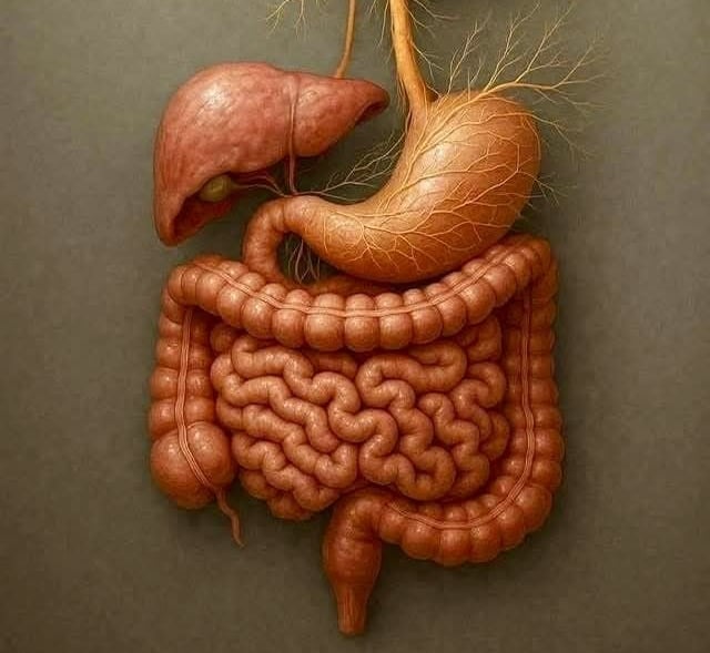 intestino