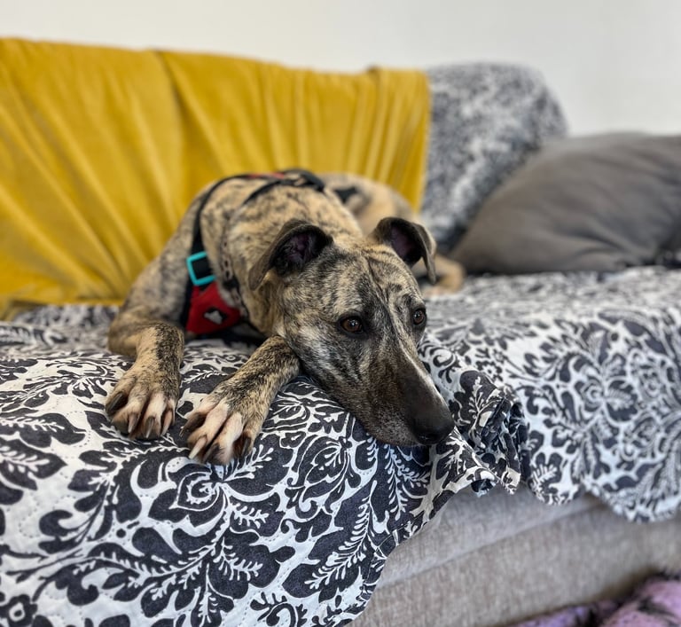 a lurcher type dog laying on a couch 