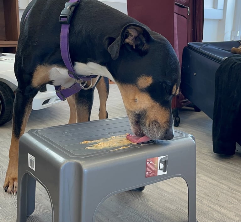 a dog licking peanut butter off a small table