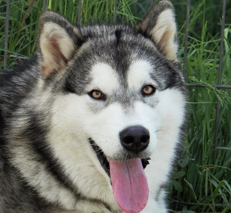 alaskan malamute grigio lupo bianco, wolf grey