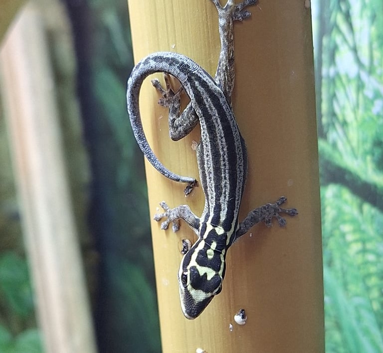 Lygodactylus kimhowelli