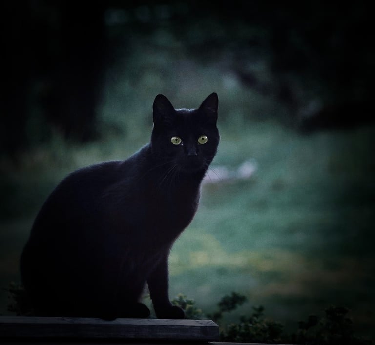 Black cat with green eyes