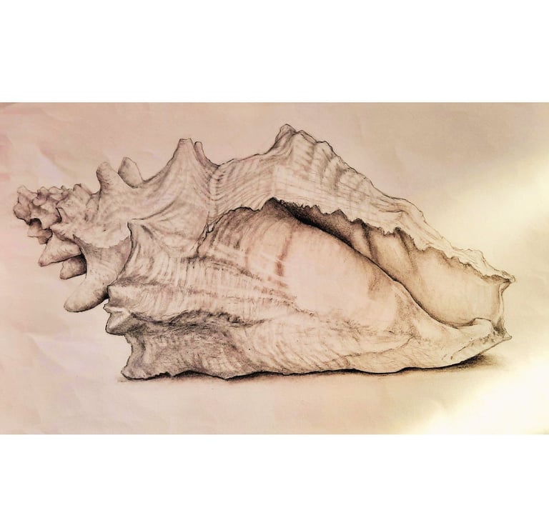 My shell drawing