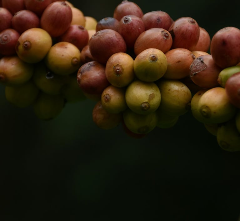 Fruta del cafeto