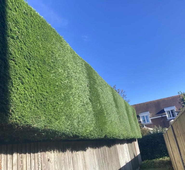 conifer hedge after picture hartlepool