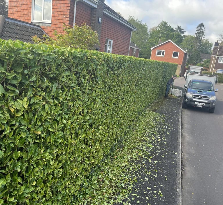 laurel hedge trimmed in hartlepool