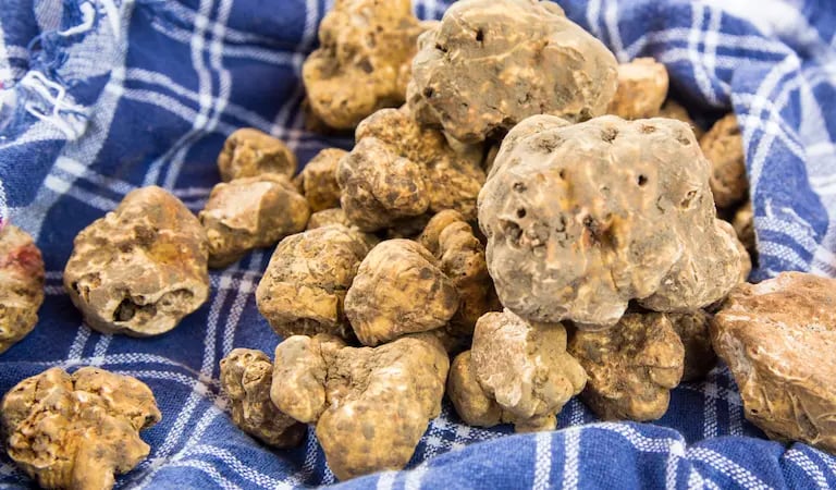 White truffle from Alba in Piedmont, Italy, gourmet delicacy famous for luxury cuisine