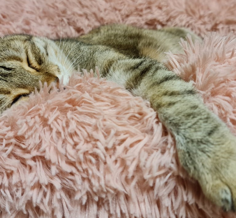 chat de laou