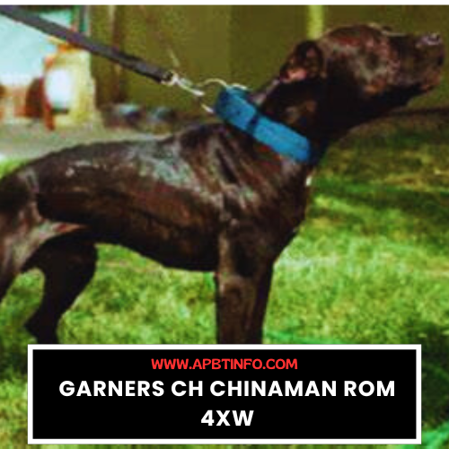 APBT GAME DOG GARNERS CH CHINAMAN ROM 4XW